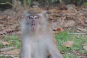 More monkeys…. More monkeys….