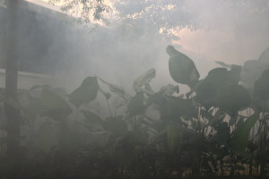 Thermal Fogging…. Thermal Fogging….