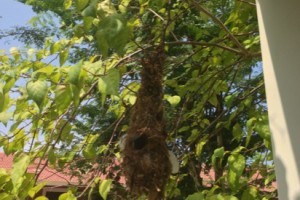 Nest watch…. Nest watch….