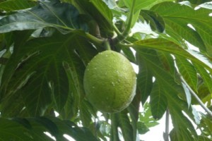 Things to do around Desaru – Desaru Fruit Farm Tour Things to do around Desaru – Desaru Fruit Farm Tour