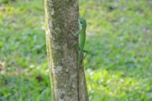 Green Crested Lizard (<i>Bronchocela cristatella</i>)… Green Crested Lizard (<i>Bronchocela cristatella</i>)…