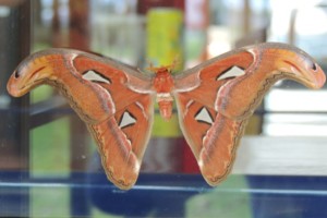 Atlas Moth (<i>Attacus atlas</i>)… Atlas Moth (<i>Attacus atlas</i>)…