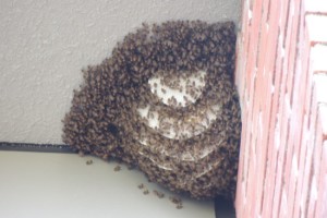 Things were buzzing at work…. Things were buzzing at work….