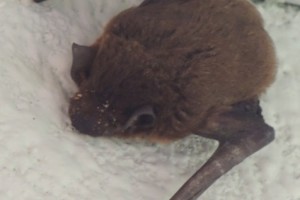 Bat in Malaysia…. Bat in Malaysia….
