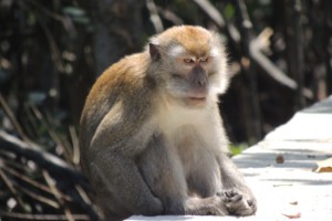 Malaysian monkeys in the sun… Malaysian monkeys in the sun…