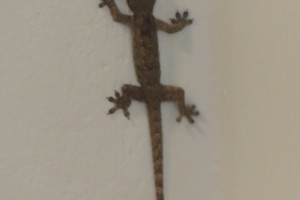 Small gecko in the office… Small gecko in the office…
