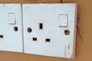 Possibly not the smartest gecko in the world…. Possibly not the smartest gecko in the world….