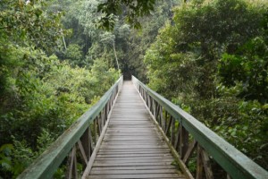 Lambir Hills National Park, 98000 Miri, Sarawak, Malaysia Lambir Hills National Park, 98000 Miri, Sarawak, Malaysia