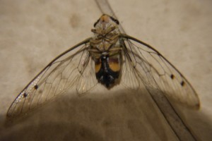 Borneo and insects… Borneo and insects…