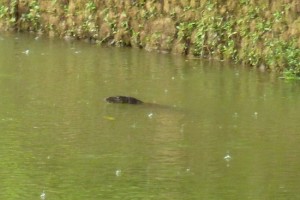 There be monsters in the water!! – OK, it was a Monitor Lizard There be monsters in the water!! – OK, it was a Monitor Lizard