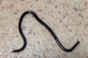 SNAKE!!!! This time in the ROOM! SNAKE!!!! This time in the ROOM!