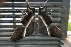 Mass moth hatching in Johor Bahru, Malaysia Mass moth hatching in Johor Bahru, Malaysia