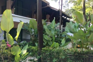Insect control – thermal fogging Insect control – thermal fogging