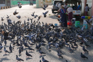 Birds in Yangon (Rangoon), Myanmar (Burma) Birds in Yangon (Rangoon), Myanmar (Burma)