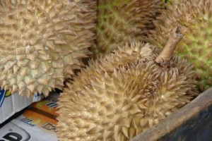 Durian frozen yoghurt…. Durian frozen yoghurt….