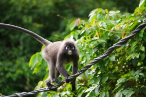 Dusky Leaf Monkeys – Kampong Johor Lama, 81900 Kota Tinggi, Johor, Malaysia Dusky Leaf Monkeys – Kampong Johor Lama, 81900 Kota Tinggi, Johor, Malaysia