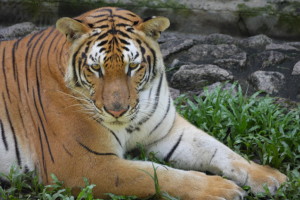 Visiting Johor Bahru Zoo, Johor, Malaysia – part 2 of 2 Visiting Johor Bahru Zoo, Johor, Malaysia – part 2 of 2