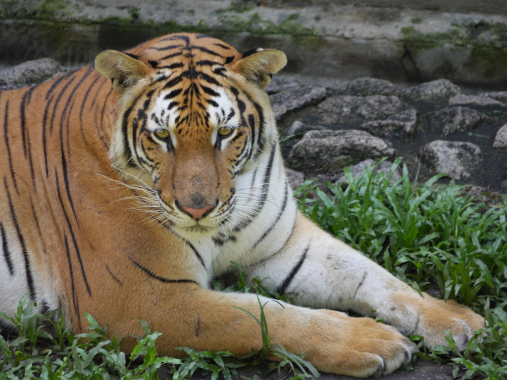 A visit to Johor Bahru Zoo, Johor, Malaysia - what did I find? part 2 of 2