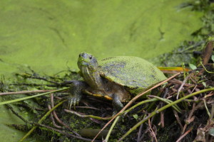 Sungei Buloh Wetland Reserve, Singapore – 2 of 2 Sungei Buloh Wetland Reserve, Singapore – 2 of 2