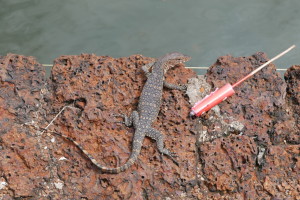 Wildlife in Malacca, Malaysia Wildlife in Malacca, Malaysia