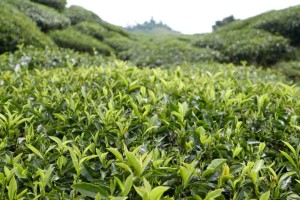 Hill Top Travel and Tour – BOH Sungei Palas Tea Centre Hill Top Travel and Tour – BOH Sungei Palas Tea Centre
