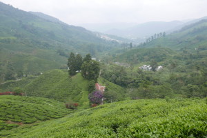 Boh Tea Plantations Boh Tea Plantations