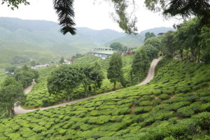 Cameron Valley Tea House, and Cameron Bharat Tea Valley, Malaysia Cameron Valley Tea House, and Cameron Bharat Tea Valley, Malaysia