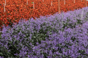 Cameron Lavender Garden, The Highlands, Malaysia Cameron Lavender Garden, The Highlands, Malaysia