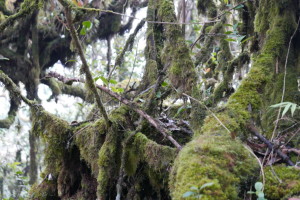 Hill Top Travel and Tour – Mossy Forest, Cameron Highlands, Malaysia Hill Top Travel and Tour – Mossy Forest, Cameron Highlands, Malaysia