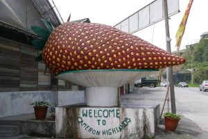 Strawberries and the Cameron Highlands, Malaysia Strawberries and the Cameron Highlands, Malaysia