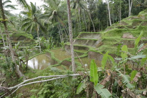 Tegallalang Rice Terraces, Bali, Indonesia – part 1 of 2 Tegallalang Rice Terraces, Bali, Indonesia – part 1 of 2