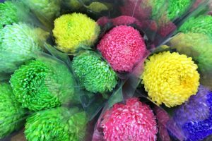 Mongkok Flower Market 旺角花墟, Hong Kong Mongkok Flower Market 旺角花墟, Hong Kong