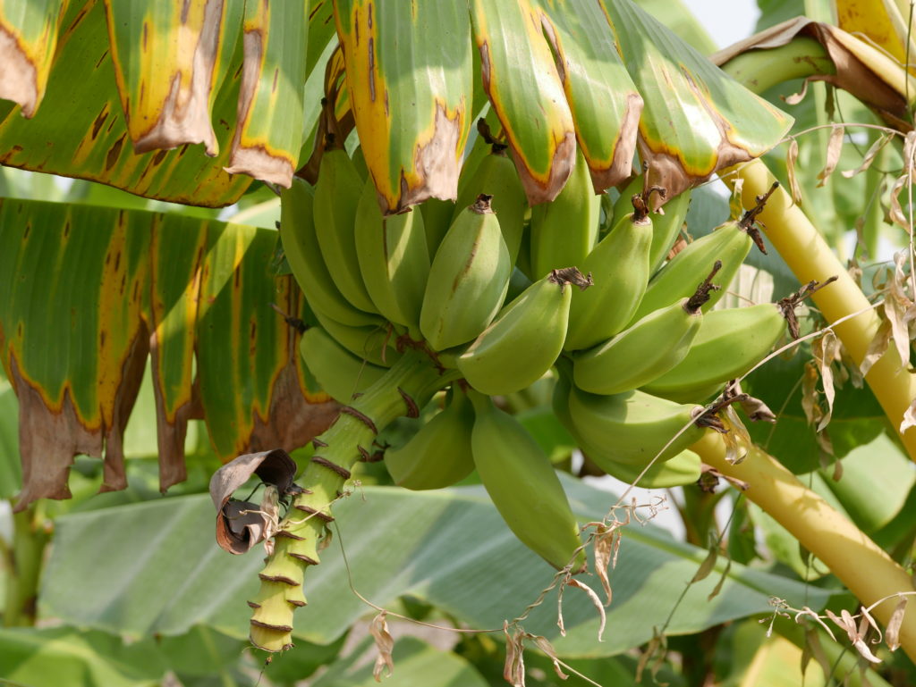 mandalay bike tour farm bananna