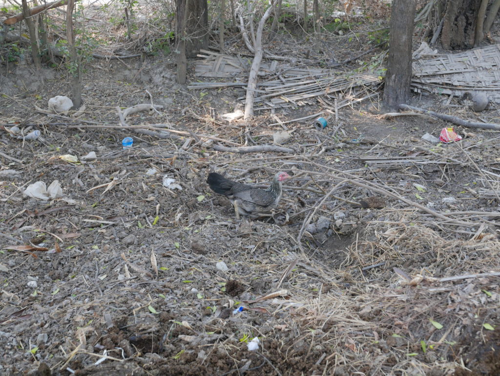 mandalay bike tour farm chicken