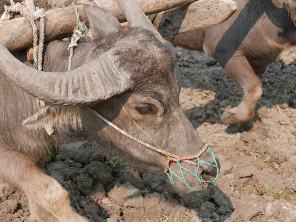 mandalay bike tour farm oxen plough