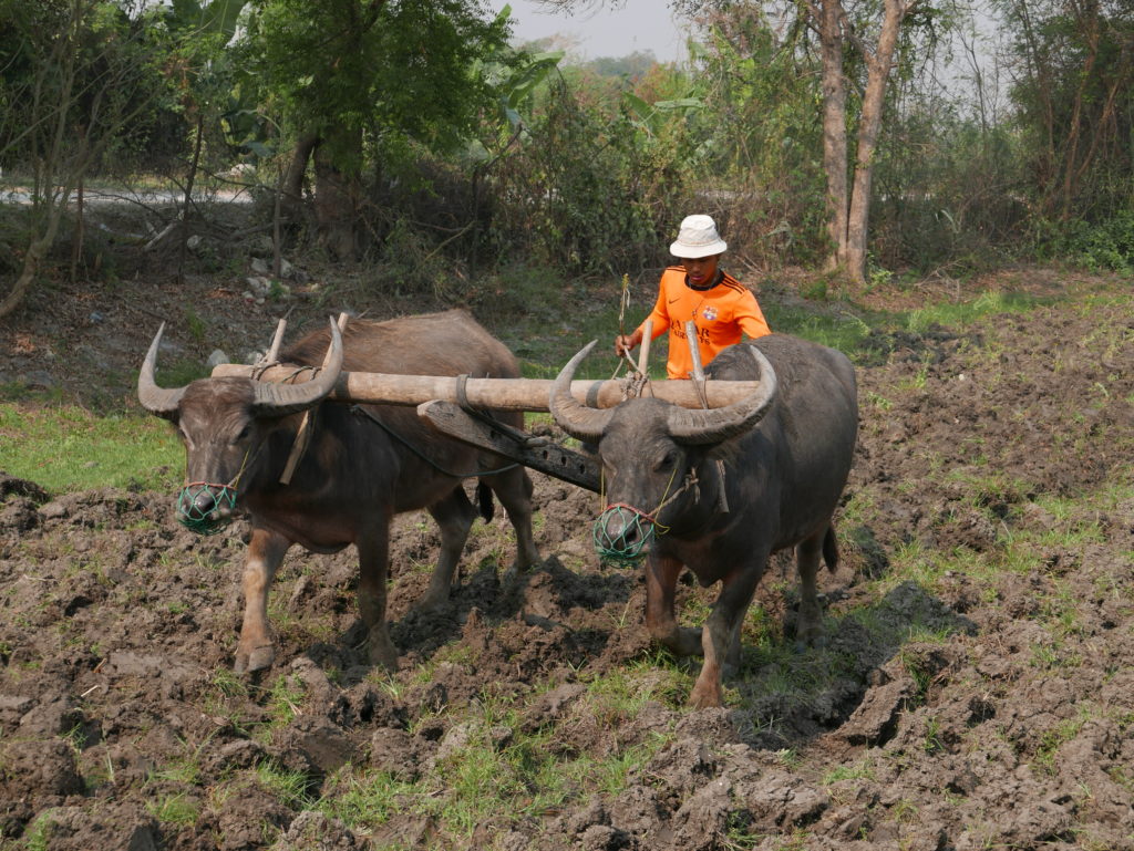 mandalay bike tour farm ploughing