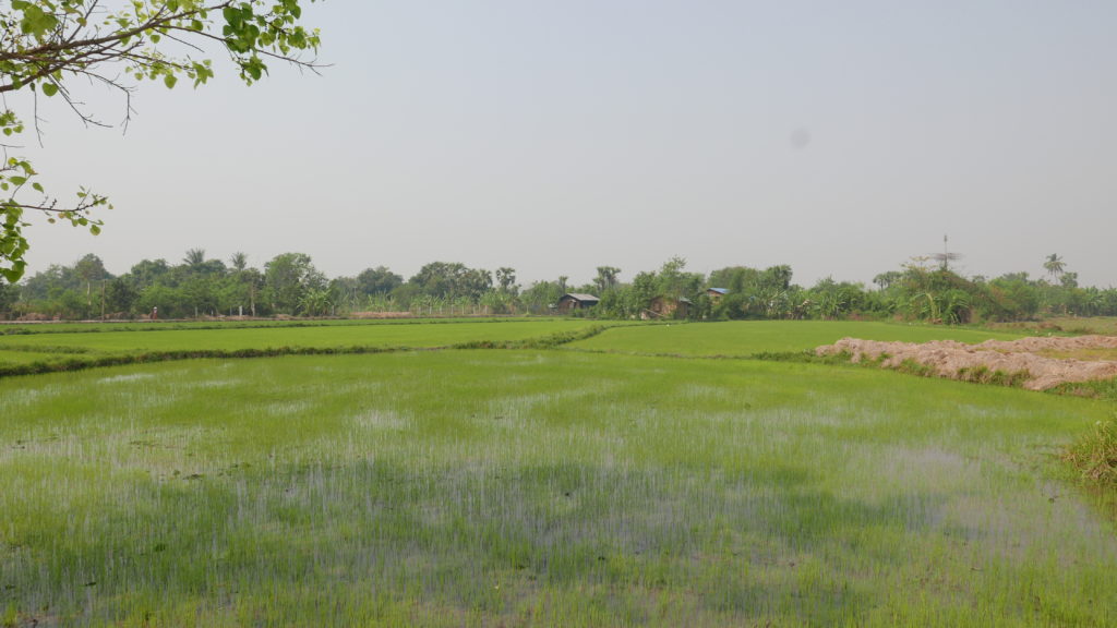mandalay bike tour farm rice