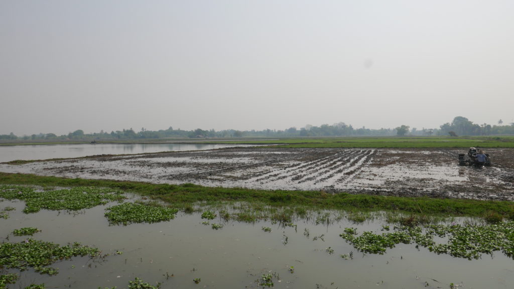 mandalay bike tour farm rice fields