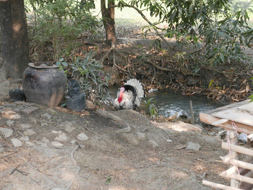mandalay bike tour farm turkey