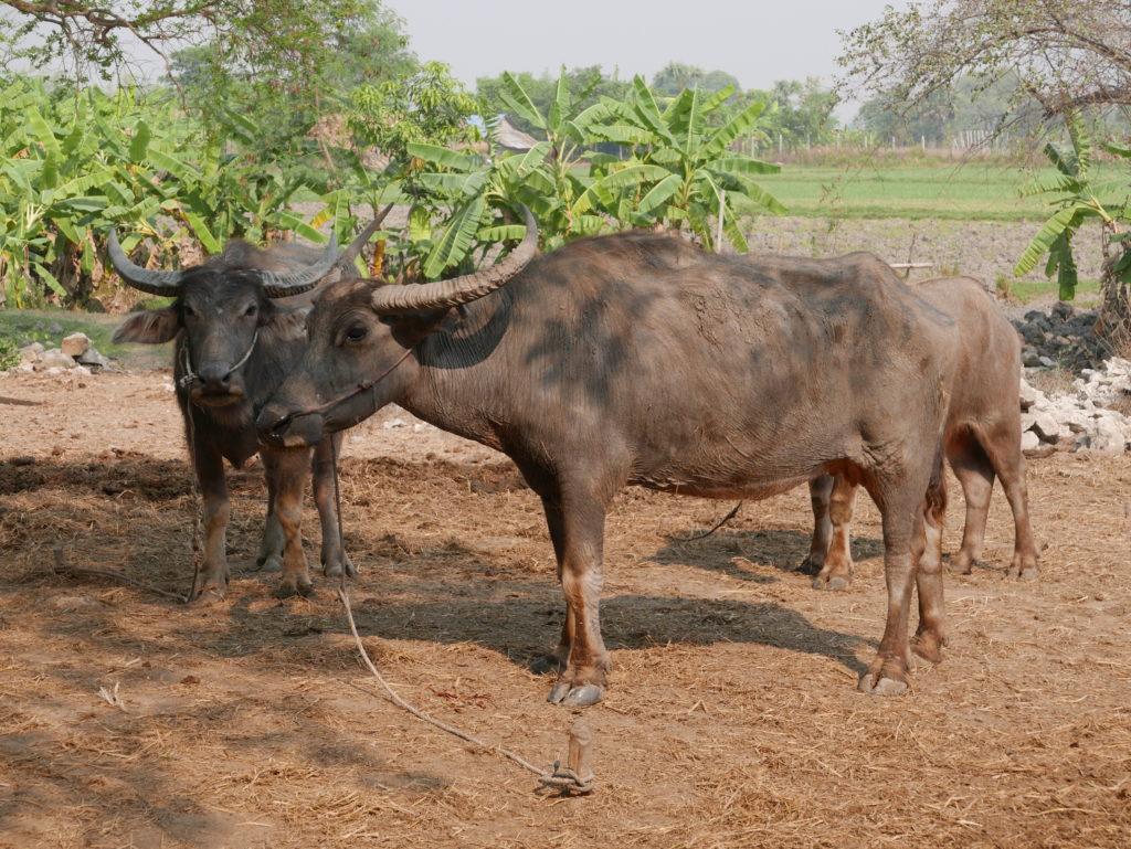 mandalay bike tour farm water buffalo