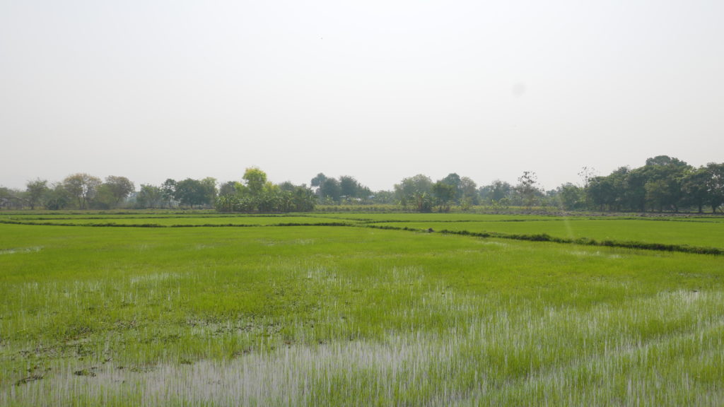 mandalay bike tour paddy field