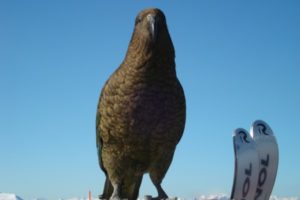Skiing New Zealand: The Treble Cone Kea Parrot Skiing New Zealand: The Treble Cone Kea Parrot